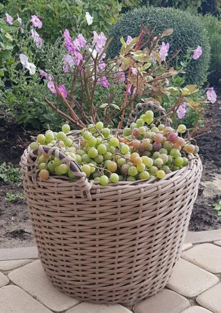 Превью Корзина с руками