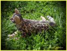 Бенгальский котик. игрушка из шерсти и ниток мохер.
