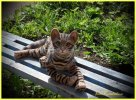 Бенгальский котик. игрушка из шерсти и ниток мохер.
