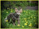 Бенгальский котик. игрушка из шерсти и ниток мохер.
