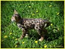 Бенгальский котик. игрушка из шерсти и ниток мохер.