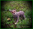 Котёнок гепарда. Интерьерная игрушка из шерсти.