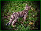 Котёнок гепарда. Интерьерная игрушка из шерсти.