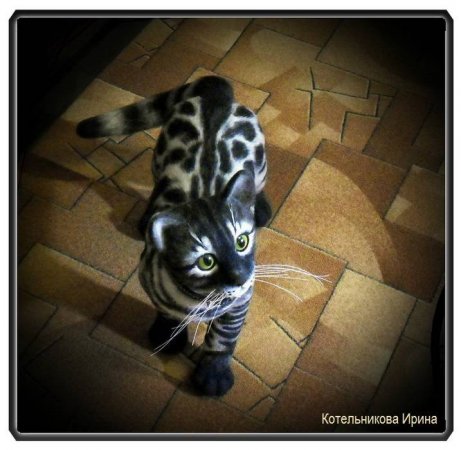 Бенгальский котик. игрушка из шерсти и ниток мохер.