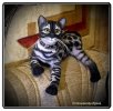 Бенгальский котик. игрушка из шерсти и ниток мохер.