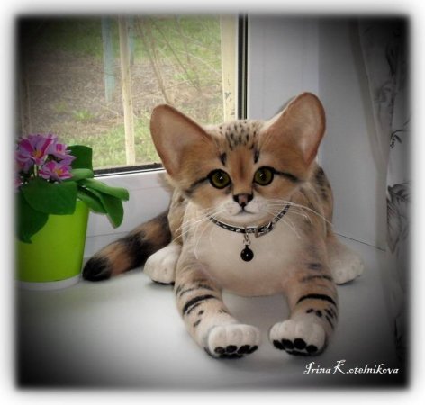 Барханный котик.