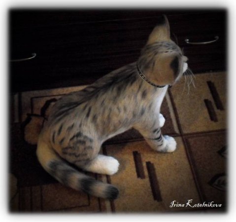 Барханный котик.
