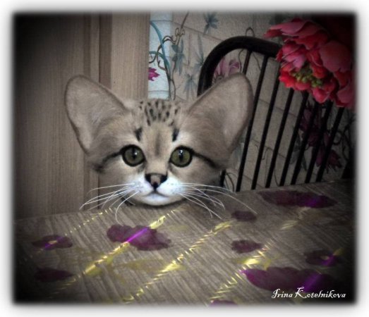 Барханный котик.