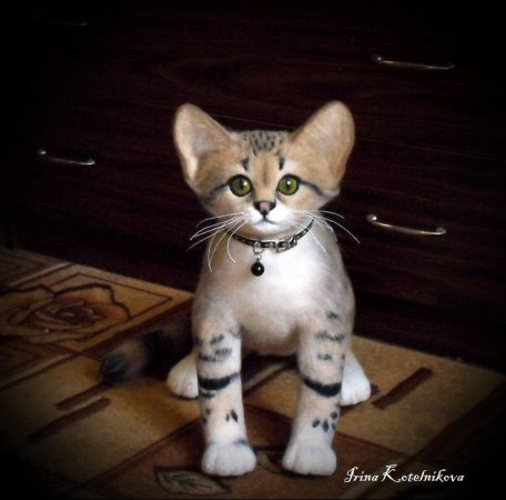 Барханный котик.