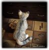 Барханный котик.