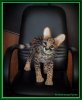 Котёнок породы 
