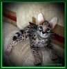 Котёнок породы 