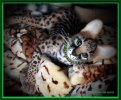 Котёнок породы 