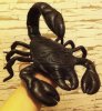 Авторская интерьерная мягкая игрушка ручной работы из натуральной кожи СКОРПИОН