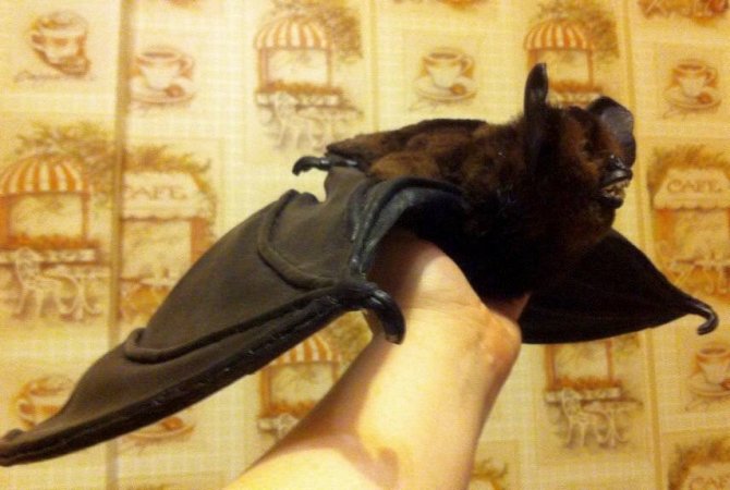 Авторская интерьерная игрушка ручной работы из натуральной кожи и меха норки ЛЕТУЧАЯ МЫШКА
