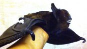 Авторская интерьерная игрушка ручной работы из натуральной кожи и меха норки ЛЕТУЧАЯ МЫШКА