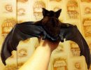 Авторская интерьерная игрушка ручной работы из натуральной кожи и меха норки ЛЕТУЧАЯ МЫШКА
