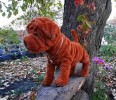 Щенок шарпея Флосси