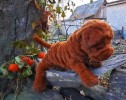 Щенок шарпея Флосси