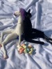 Чёрный кот