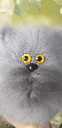 Кот Обормот