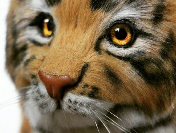 Teddy tiger Nolan