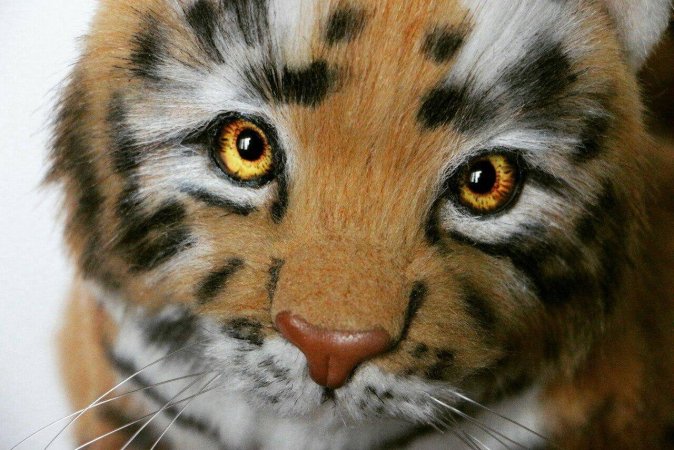 Teddy tiger Nolan