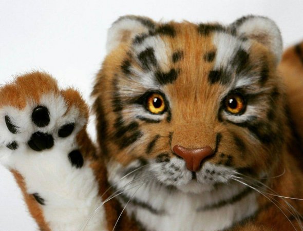 Teddy tiger Nolan