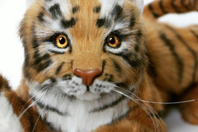 Teddy tiger Nolan
