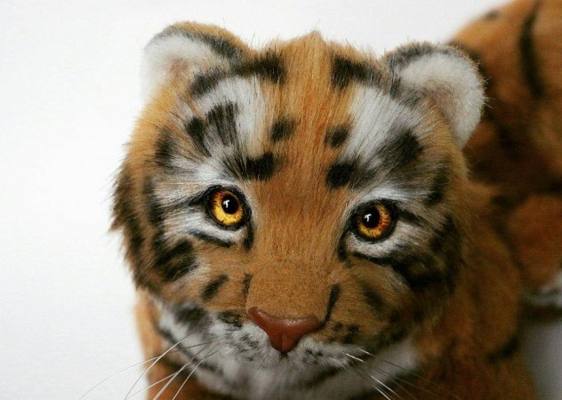 Teddy tiger Nolan