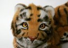 Teddy tiger Nolan