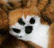 Teddy tiger Nolan