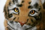 Teddy tiger Nolan