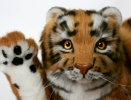 Teddy tiger Nolan