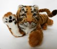 Teddy tiger Nolan