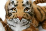 Teddy tiger Nolan